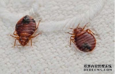 教你如何應(yīng)對家庭臭蟲侵?jǐn)_